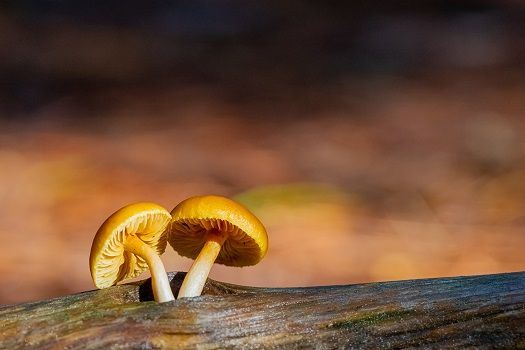 Zwei Pilze wachsen im Wald.